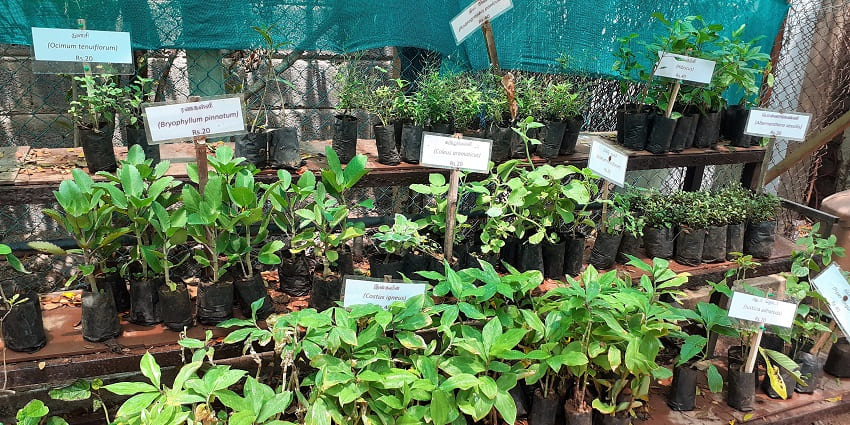 Guindy National Park and Snake Park are some of the best places to visit in Chennai with family and kids