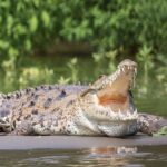 Image of a standing crocodile in Guindy National Park, a famous National Park in Chennai.