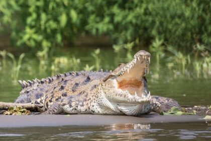 Image of a standing crocodile in Guindy National Park, a famous National Park in Chennai.