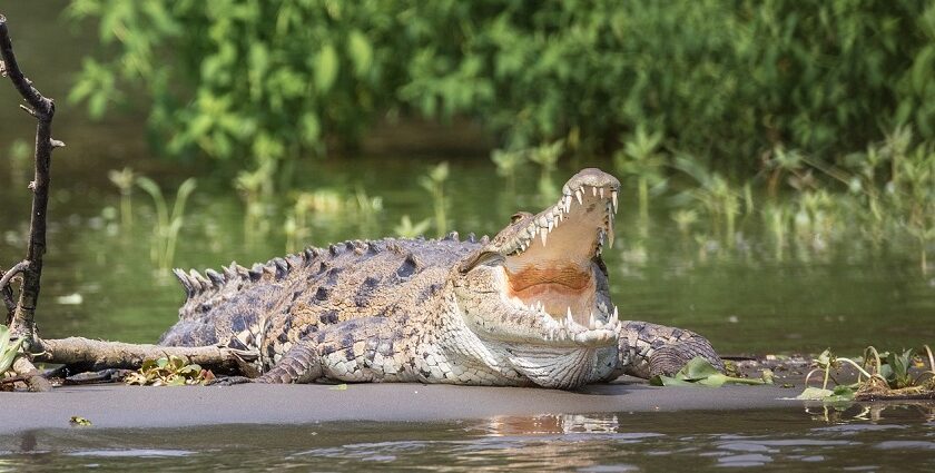 Image of a standing crocodile in Guindy National Park, a famous National Park in Chennai.