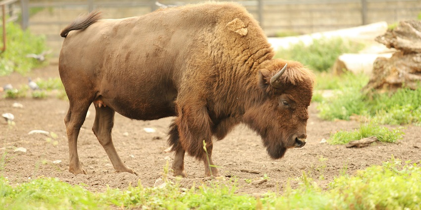 A bison in a field of Guindy National Park, a famous national park in Tamil Nadu.