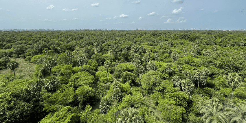 An aerial picture of a vast spread of greenery at a national park in Tamil Nadu