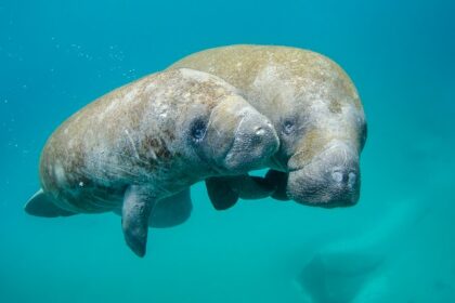 A scenic view of the mother manatee and a calf in the blue waters of the distant islands.