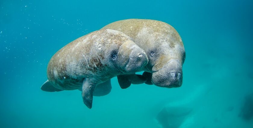 A scenic view of the mother manatee and a calf in the blue waters of the distant islands.