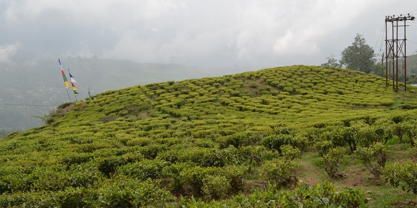 Journey to Darjeeling Happy Valley Tea Estate can refresh your spirit like never before