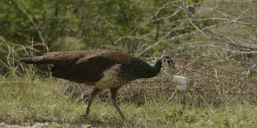 A picture of Pavo cristatus from Hare Island near Mutharamman Temple.