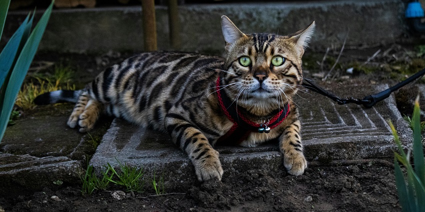 A picture of a pet cat taken at the beautiful Harish Mukherjee Park
