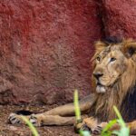 Majestic lion resting at Hastinapur Wildlife Sanctuary, highlighting the sanctuary's rich wildlife.