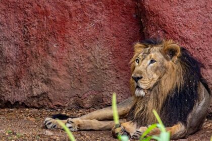 Majestic lion resting at Hastinapur Wildlife Sanctuary, highlighting the sanctuary's rich wildlife.