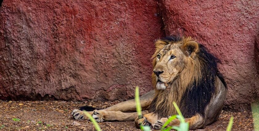 Majestic lion resting at Hastinapur Wildlife Sanctuary, highlighting the sanctuary's rich wildlife.