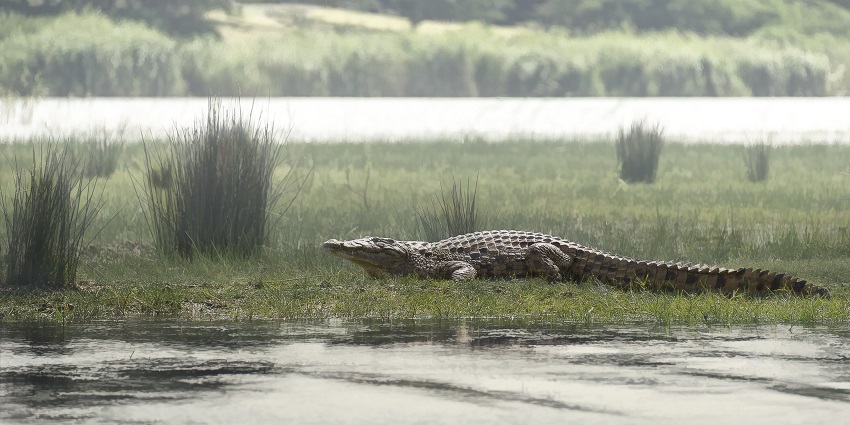 A perfect harmony of species together at this wildlife sanctuary in Uttar Pradesh