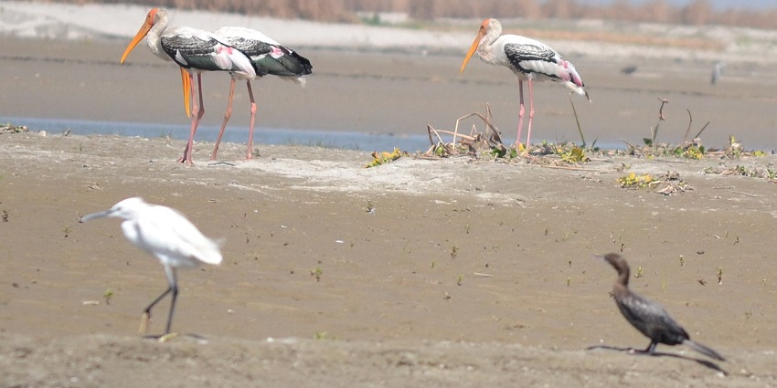 Migratory bird sightings at Hastinapur, a place for camping in the Uttar Pradesh