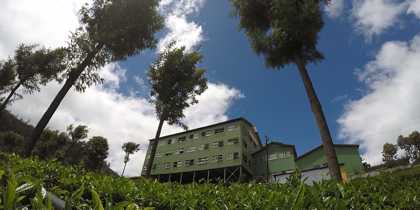Traditional tea factory showcasing tea production and beautiful landscapes
