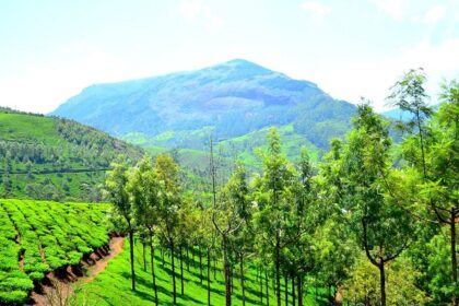 A picture of a lush green terrain, showcasing some of the best hill Stations in Tamil Nadu.