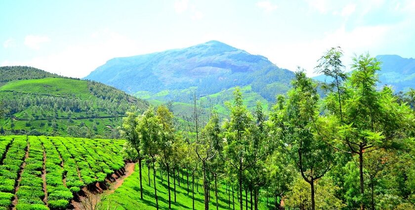 A picture of a lush green terrain, showcasing some of the best hill Stations in Tamil Nadu.