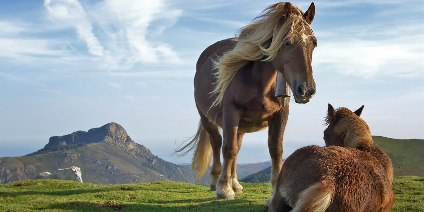 Relaxing outdoor activity exploring nature on horseback.