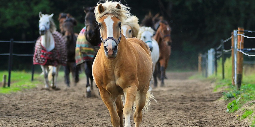 Enjoyable activity exploring scenic trails on horseback through nature.