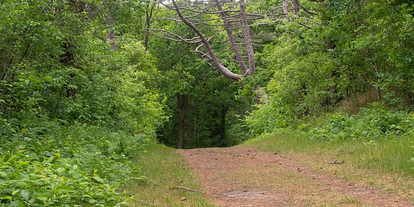 A road leading visitors to the Lachhiwala Nature Park.