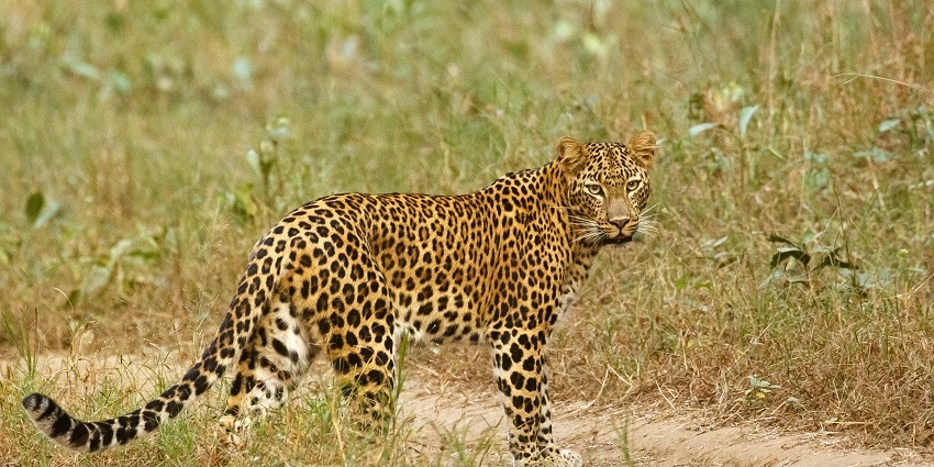 A picture of a leopard amidst the golden landscapes on the reserve