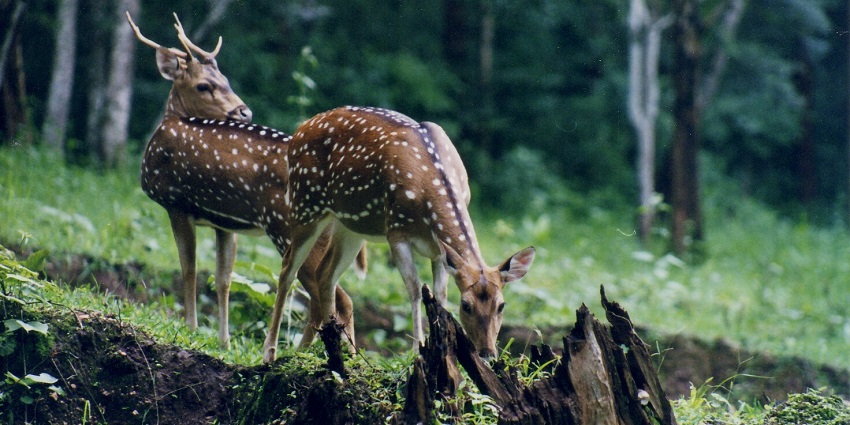 A pair of Chital deer stands gracefully in the beautiful greenery of Kaimoor Wildlife Sanctuary.