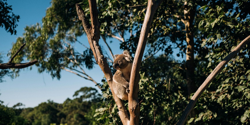 An image of a koala bear sitting on a tree branch in a sunny park, surrounded by green leaves and blue sky.
