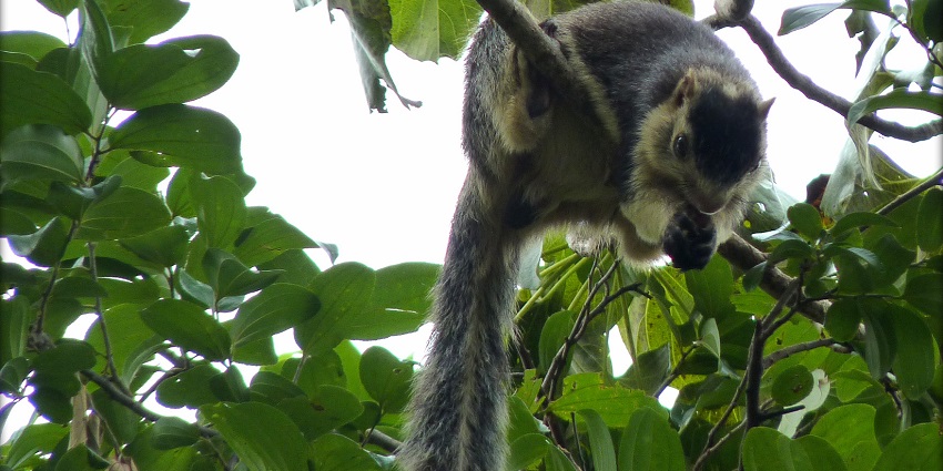Grizzled squirrel perched on a branch in the greenery of Cauvery Wildlife Sanctuary.