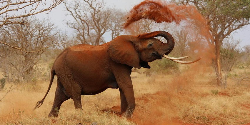 An image of elephants like those found wandering in the Chandraprabha National Park.