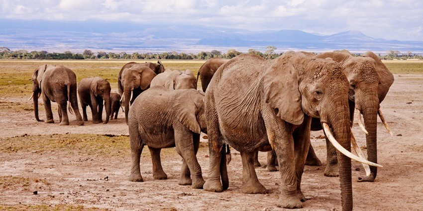 A herd of elephants wandering around in the park