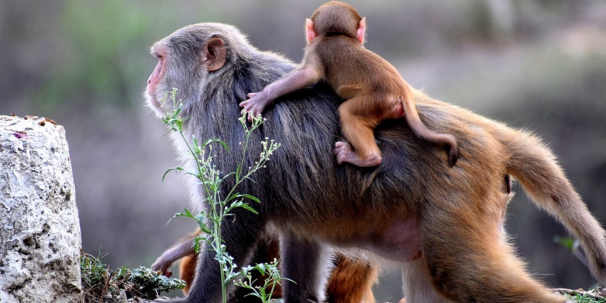 Image of two monekys in Guindy National Park, a famous tourist place in Tamil Nadu.
