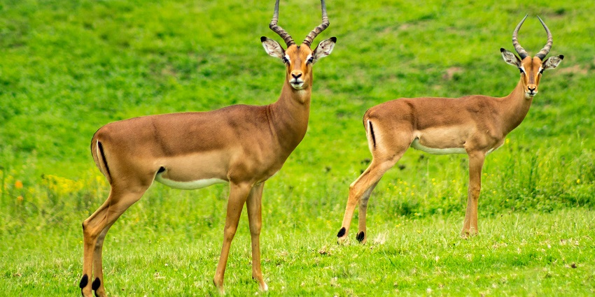 Image of two deers wandering the lush landscapes of this sanctuary