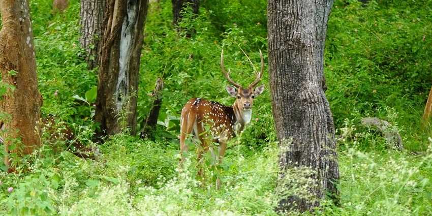 View of a deer standing amidst the lush forests of Mudumalai tiger reserve
