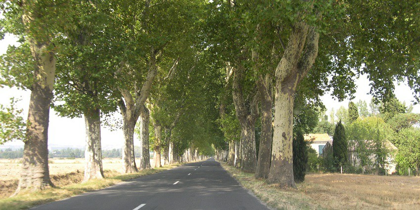Various ways of reaching the Fun Valley Dehradun where a road is passing amidst the trees