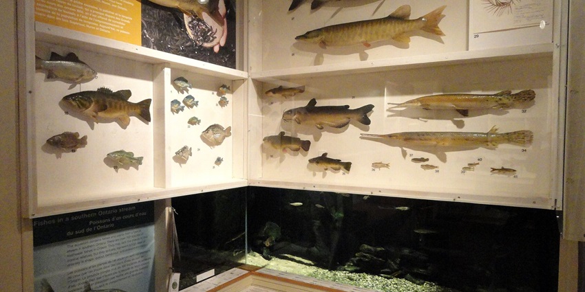 An exhibit inside the museum, offering an informational experience