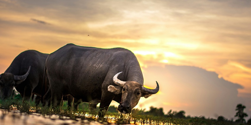 Two water buffaloes in the Suhelwa Wildlife Sanctuary, with the vibrant sun hue in the background