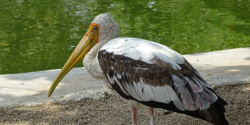 Image of a painted stork in the Lucknow Zoo wandering around