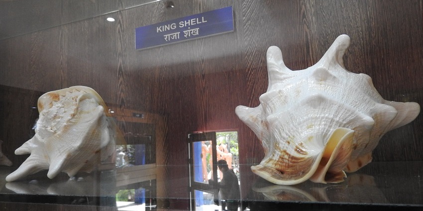 Inside the museum two king shells are placed in a glass display alongside their details.
