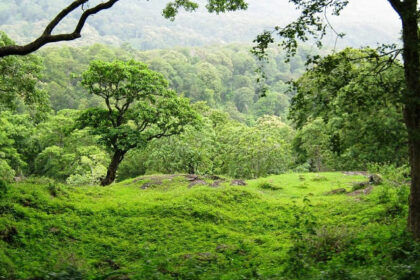 A picture of the verdant greenery spread across the Indira Gandhi National Park