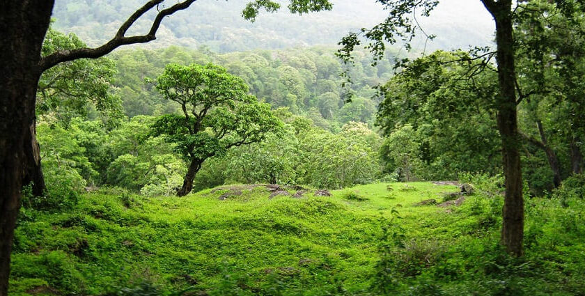 A picture of the verdant greenery spread across the Indira Gandhi National Park