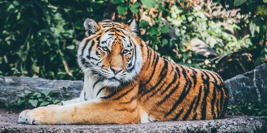 A picture of a leopard spotted at the beautiful Indira Gandhi Wildlife Sanctuary.