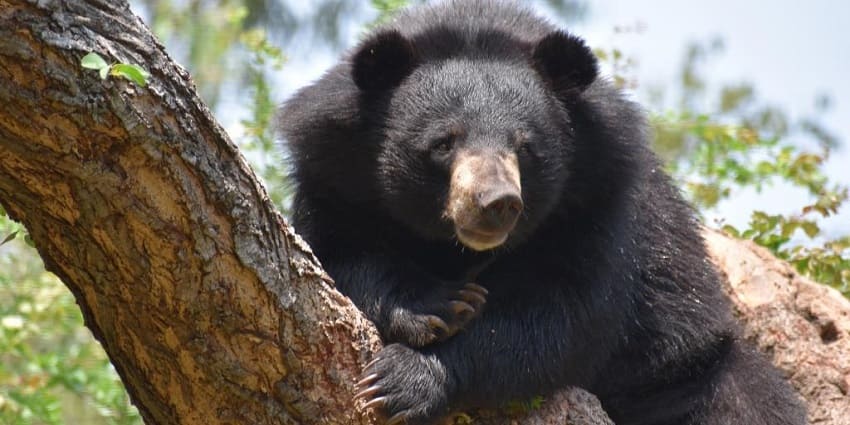 A Himalayan black bear at the Jabarkhet Nature Reserve, one of the best offbeat places near Mussoorie