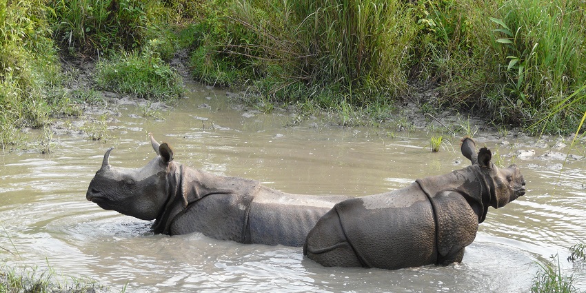 Visit the Jaldapara National Park, an offbeat place near Alipurduar