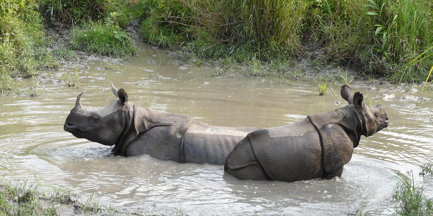 Indian one-horned rhino at this wildlife sanctuary in West Bengal.