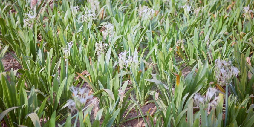 A close-up of white flowers in Janeshwar Mishra Park, a famous place near Lucknow Zoo Museum.