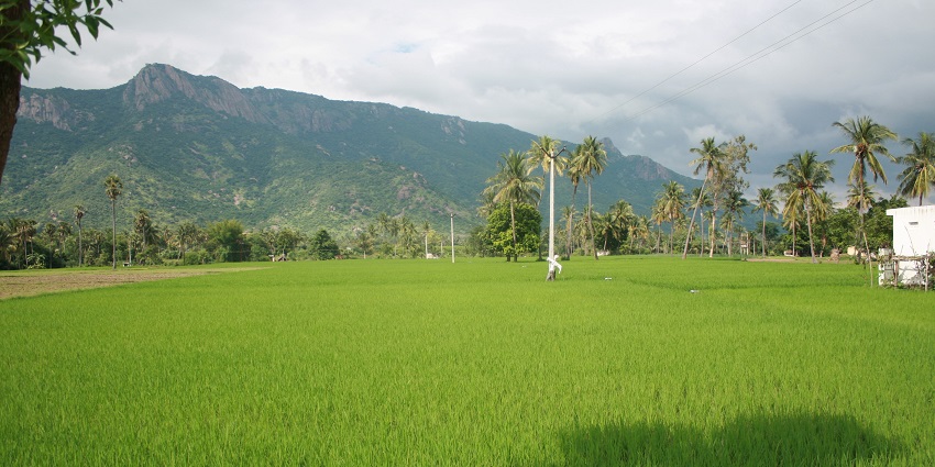 Jawadhu Hills, one of the best places to visit in Tamil Nadu in may