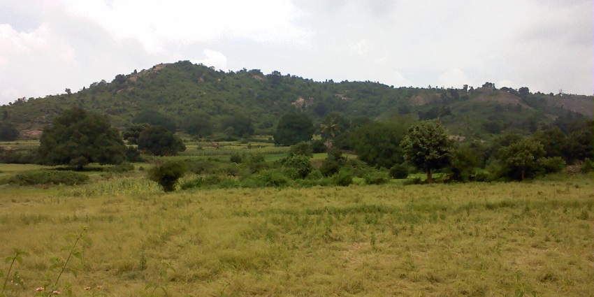 A view of Jawadhu Hills featuring crops in the foreground, highlighting the hilly landscape.