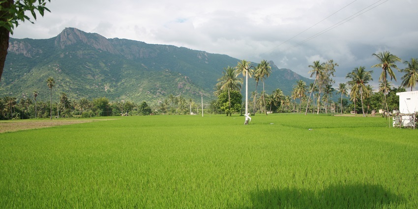 Jawadhu Hills in back with lush green paddy fields in front surrounded by tall trees