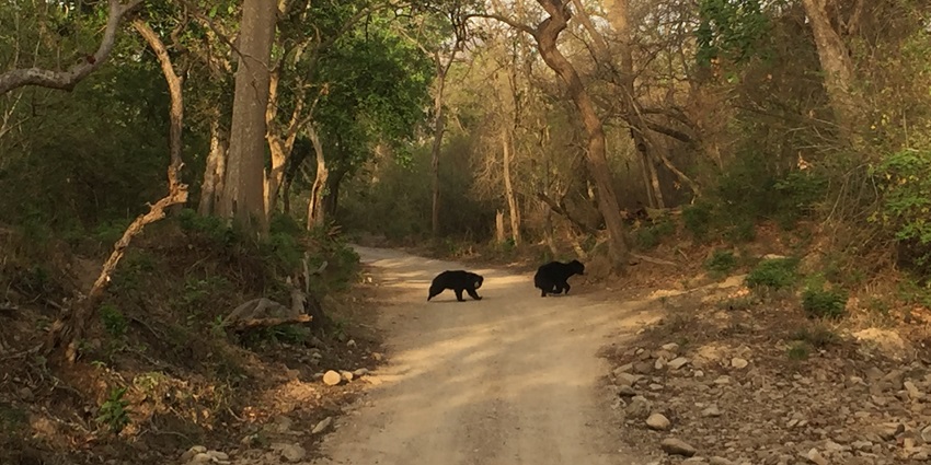 An image showing Jim Corbett National Park wildlife featuring lush habitats and animals.