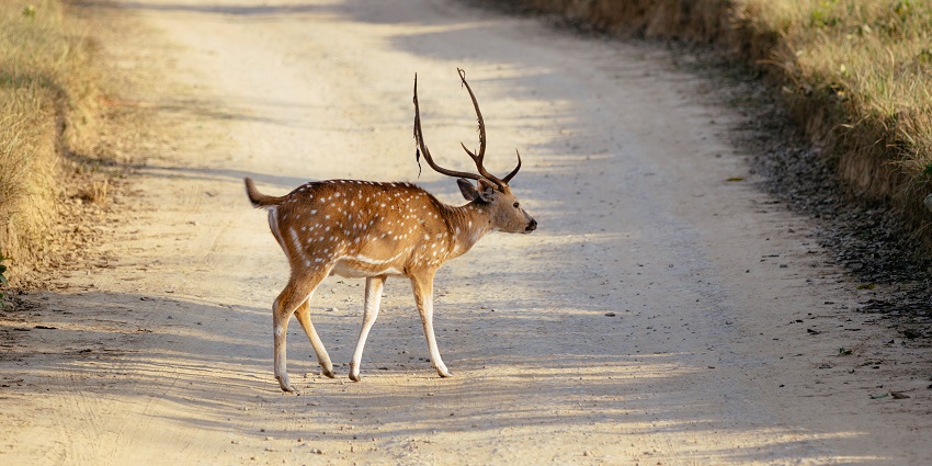 An image of a deer spotted in Jim Corbett National Park, home to diverse wildlife.