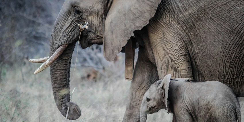 Wildlife lovers’ haven featuring elephants roaming in the park at Corbett National Park.