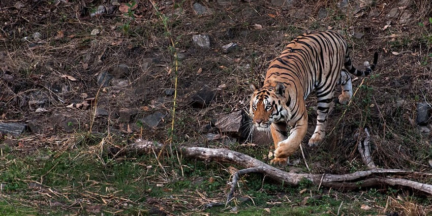 One of the best places to visit in Uttarakhand in September, Jim Corbett National Park